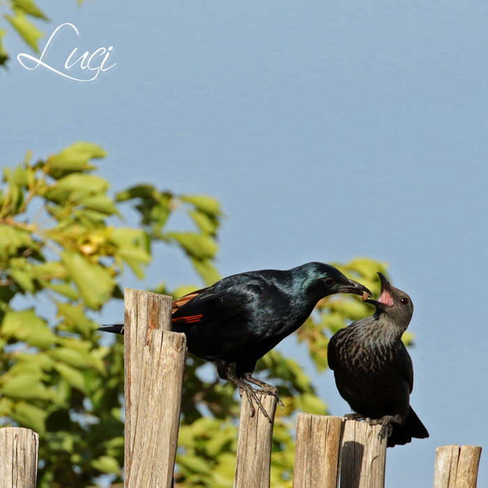 Roodvleugelspreeuw, Red Winged Starling