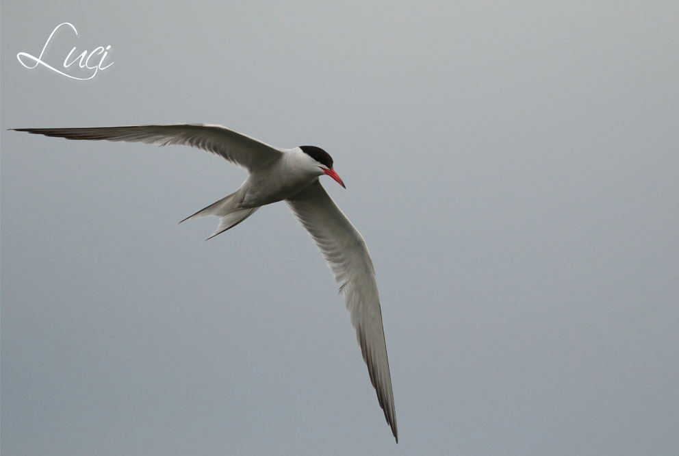 Visdief,Sterna hirundo, Common Tern