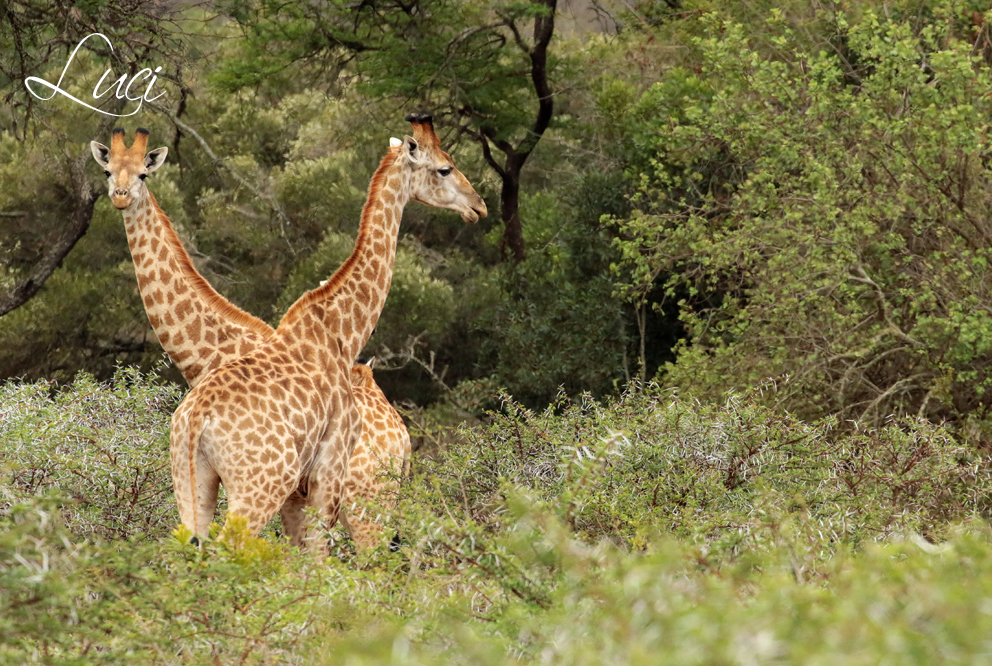 Giraffen,giraffe