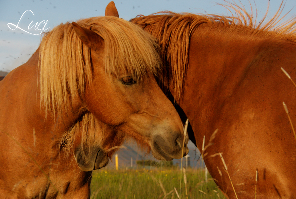 IJslandse paarden, Islenski hesturinn