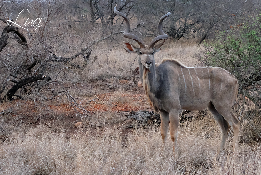 Grote koedoe, Kudu, Tragelaphus strepsiceros