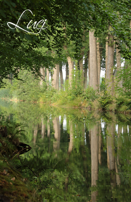 Bomen weerspiegeling, Park Cannenburch Vaassen