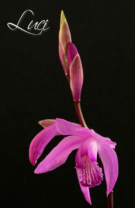Aardorchidee, Japanse orchis, Bletilla striata