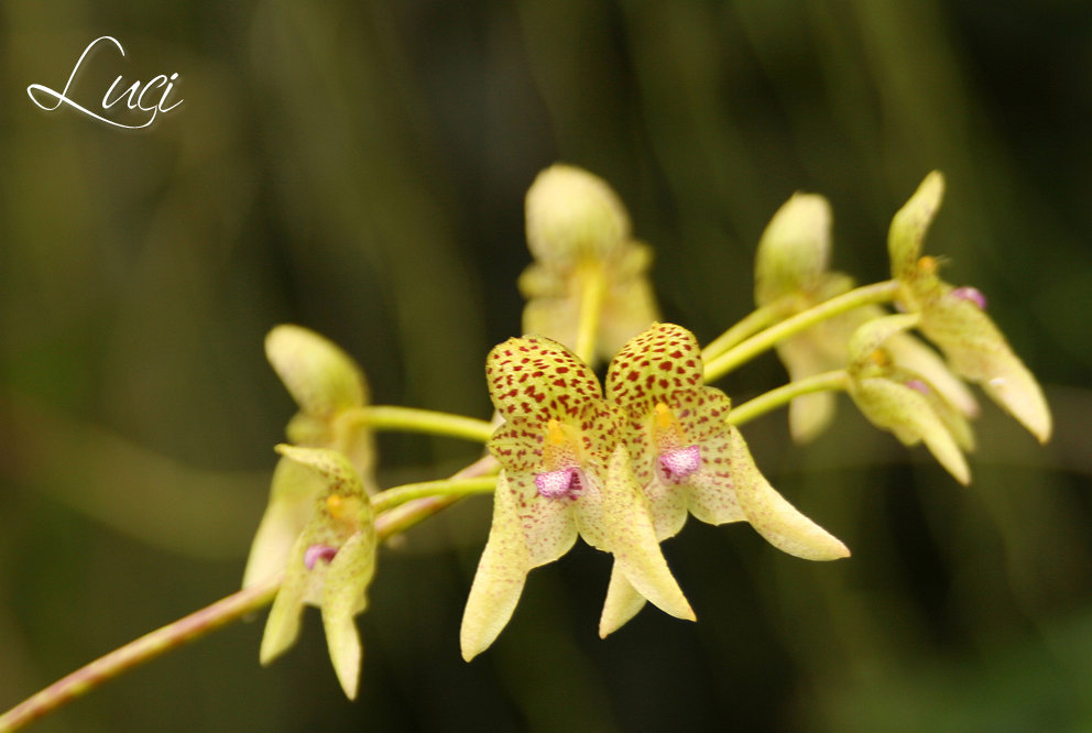 Kleine gevlekte Bulbophyllum, Bulbophyllum guttulatum