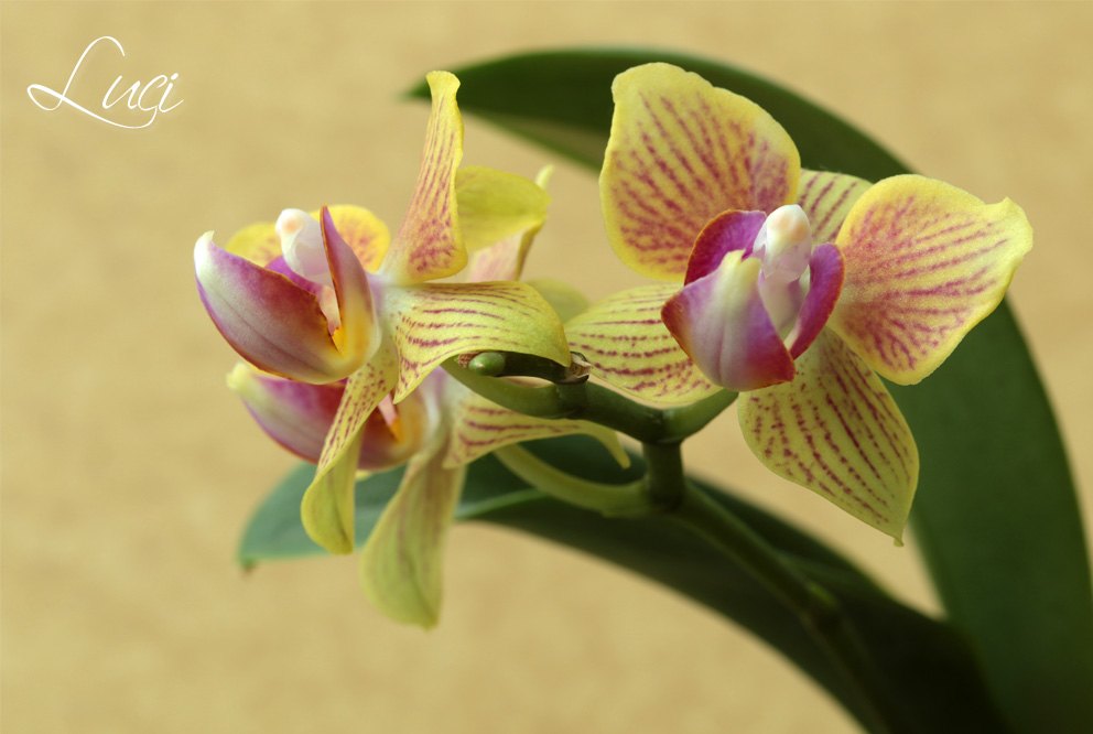 Vlinderorchidee,Phalaenopsis,Maanorchidee