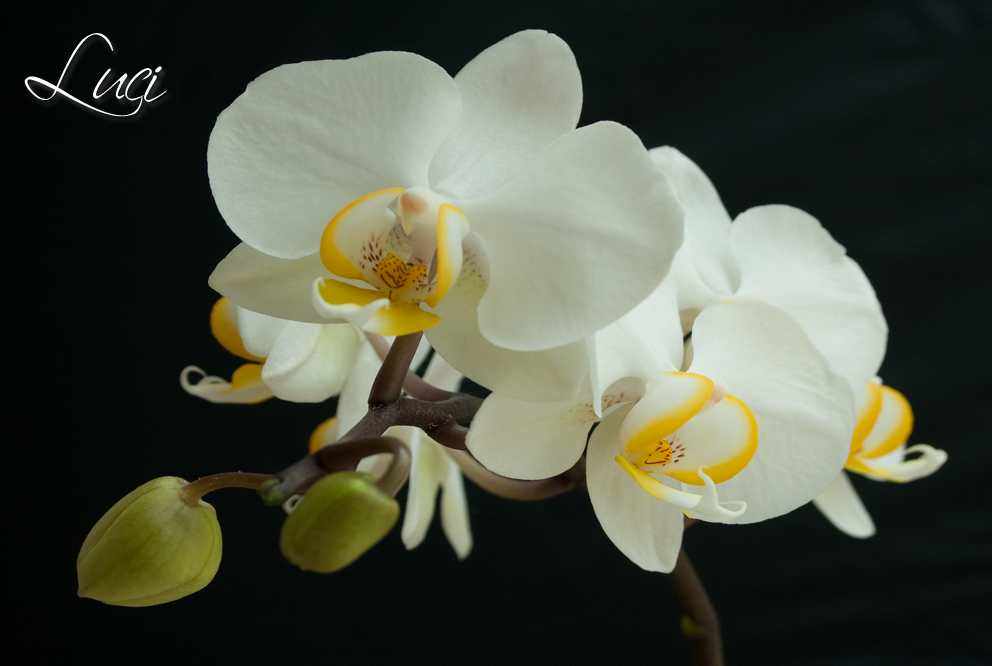 Phalaenopsis, Vlinderorchidee