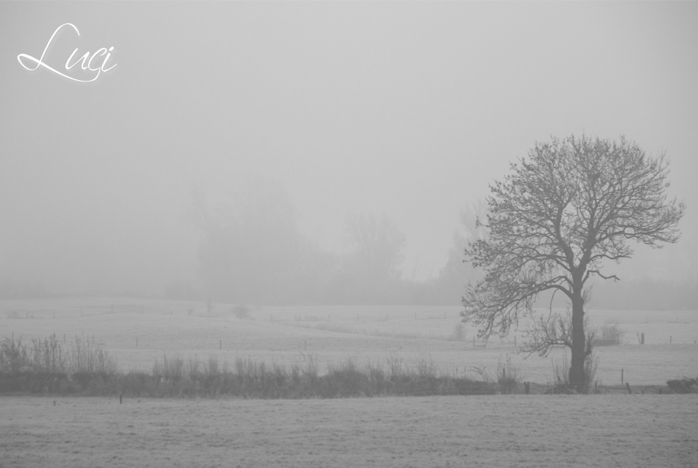 Mist, Rijnstrangengebied, boom in de mist